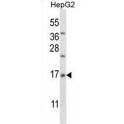 39S Ribosomal Protein L33, Mitochondrial (RM33) Antibody