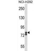 Sex Determining Region Y Box Protein 30 (SOX30) Antibody