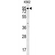 Amine Oxidase Copper Containing 1 (AOC1) Antibody