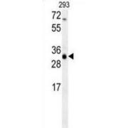 WB analysis of 293 cell lysates, using MSMO1 antibody (35 µg/lane). MSMO1 detection is demonstrated by the arrow.