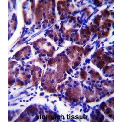 LYPL1 Antibody