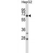 C4orf18 Antibody