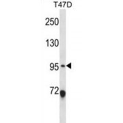 Ankyrin Repeat And SAM Domain-Containing Protein 6 (ANKS6) Antibody