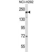 abx027721