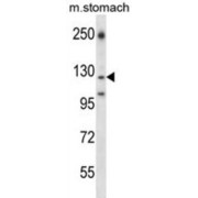 Laminin, Gamma 2 (LAMC2) Antibody