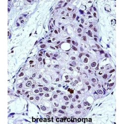 Transcriptional Activator Myb (MYB) Antibody