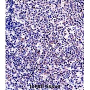 Tumor Necrosis Factor Ligand Superfamily Member 13B / BAFF (TNFSF13B) Antibody