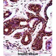 Programmed Cell Death Protein 4 (PDCD4) Antibody