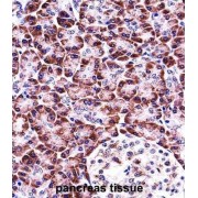 NACHT, LRR And PYD Domains-Containing Protein 12 (NLRP12) Antibody