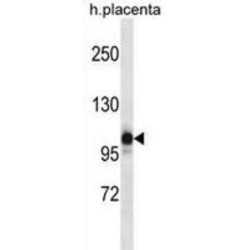 NACHT, LRR And PYD Domains-Containing Protein 12 (NLRP12) Antibody