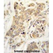 Cadherin 8 (CDH8) Antibody
