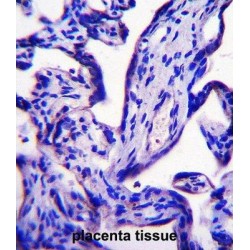 EF-Hand Calcium-Binding Domain-Containing Protein 7 (EFCB7) Antibody