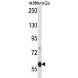 EF-Hand Calcium-Binding Domain-Containing Protein 7 (EFCB7) Antibody