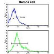 T-Cell Surface Glycoprotein CD3 Zeta Chain (CD247) Antibody