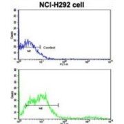 T-Cell Surface Glycoprotein CD8 Alpha Chain (CD8A) Antibody