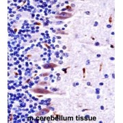 Mouse Mlk4 Antibody