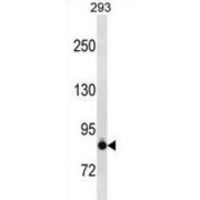 K Cadherin Antibody