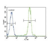 Lipoprotein Lipase (LPL) Antibody