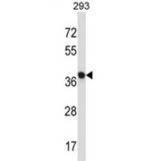 N-Terminal EF-Hand Calcium-Binding Protein 1 (NECAB1) Antibody