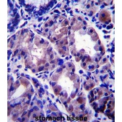 MICOS Complex Subunit MIC27 (APOOL) Antibody
