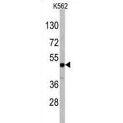 DRG11-Responsive Axonal Guidance And Outgrowth of Neurite (DRAGON) Antibody