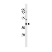 Proto-Oncogene Mas (MAS1) Antibody