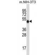 WB analysis of mouse NIH-3T3 cell line lysates (35 µg).