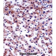 abx027931
