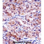 Ubiquitin Specific Peptidase 43 (USP43) Antibody
