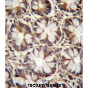 Autophagy-Related Protein 10 (APG10L) Antibody