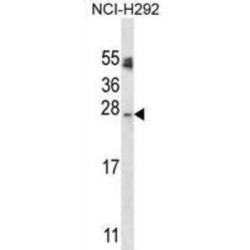Autophagy-Related Protein 10 (APG10L) Antibody