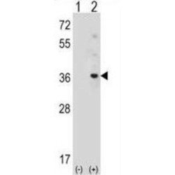 Autophagy-Related Protein 10 (APG10L) Antibody