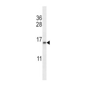 Transcription Elongation Factor B Subunit 2 (TCEB2) Antibody