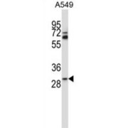 Putative Deoxyribonuclease TATDN1 (TATDN1) Antibody