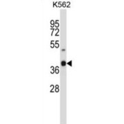 Olfactory Receptor 52H1 (OR52H1) Antibody
