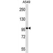 Synaptopodin (SYNPO) Antibody