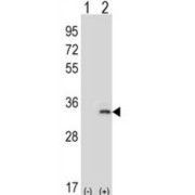 abx027997