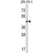 Integral Membrane Protein GPR137 (GPR137) Antibody