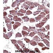 Kallikrein 8 (KLK8) Antibody