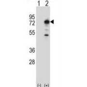 WB analysis of 293 cell line lysates (2 µg/lane) either nontransfected (lane 1) or transiently transfected (lane 2) with the PPEF1 gene, using PPEF1 antibody.