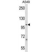 Protocadherin Beta-1 (PCDHB1) Antibody
