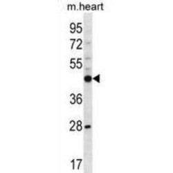 Phosphorylase B Kinase Gamma Catalytic Chain, Liver/testis Isoform (Phkg2) Antibody