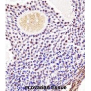 Mouse Wee2 Antibody