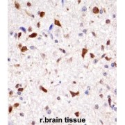 Rat Hoxa7 Antibody
