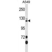 SEC23-Interacting Protein (SEC23IP) Antibody