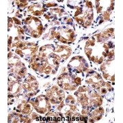 DNA Polymerase Iota (POLI) Antibody