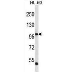 DNA Polymerase Iota (POLI) Antibody