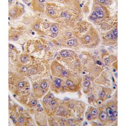 Insulin Degrading Enzyme (IDE) Antibody