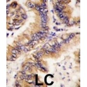 Trafficking Protein Particle Complex Subunit 4 (TRAPPC4) Antibody