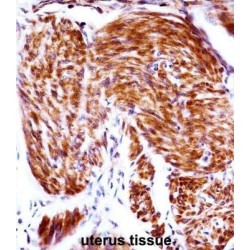 Glycodelin (PAEP) Antibody